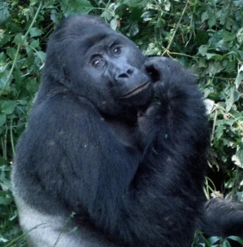 One of our closest relatives, pondering an imperiled future (photo by Jefferson Hall)