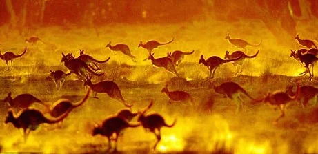 With few predators, species like kangaroos can become hyperabundant
