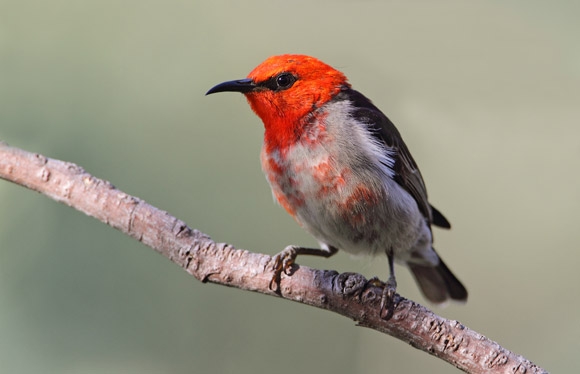 Notoriously scrappy, a Scarlet Honeyeater