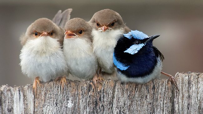 Lots of Australian birds live in extended family groups, like this Superb Fairly Wren