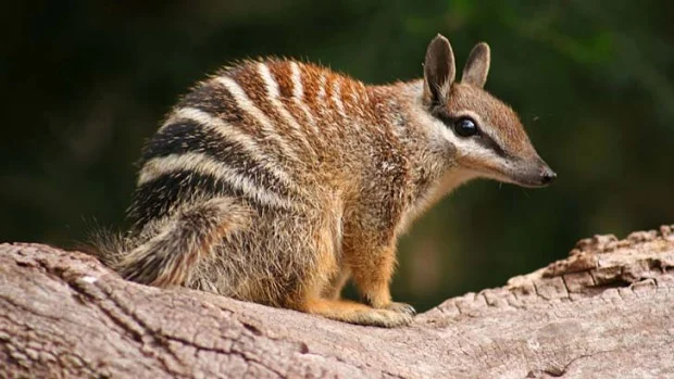 Lots of weird and wonderful critters, like this Numbat, but Australia seems more like an island than a continent