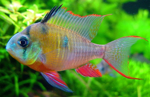 The beautiful Gourami, one of India's native freshwater fish species.