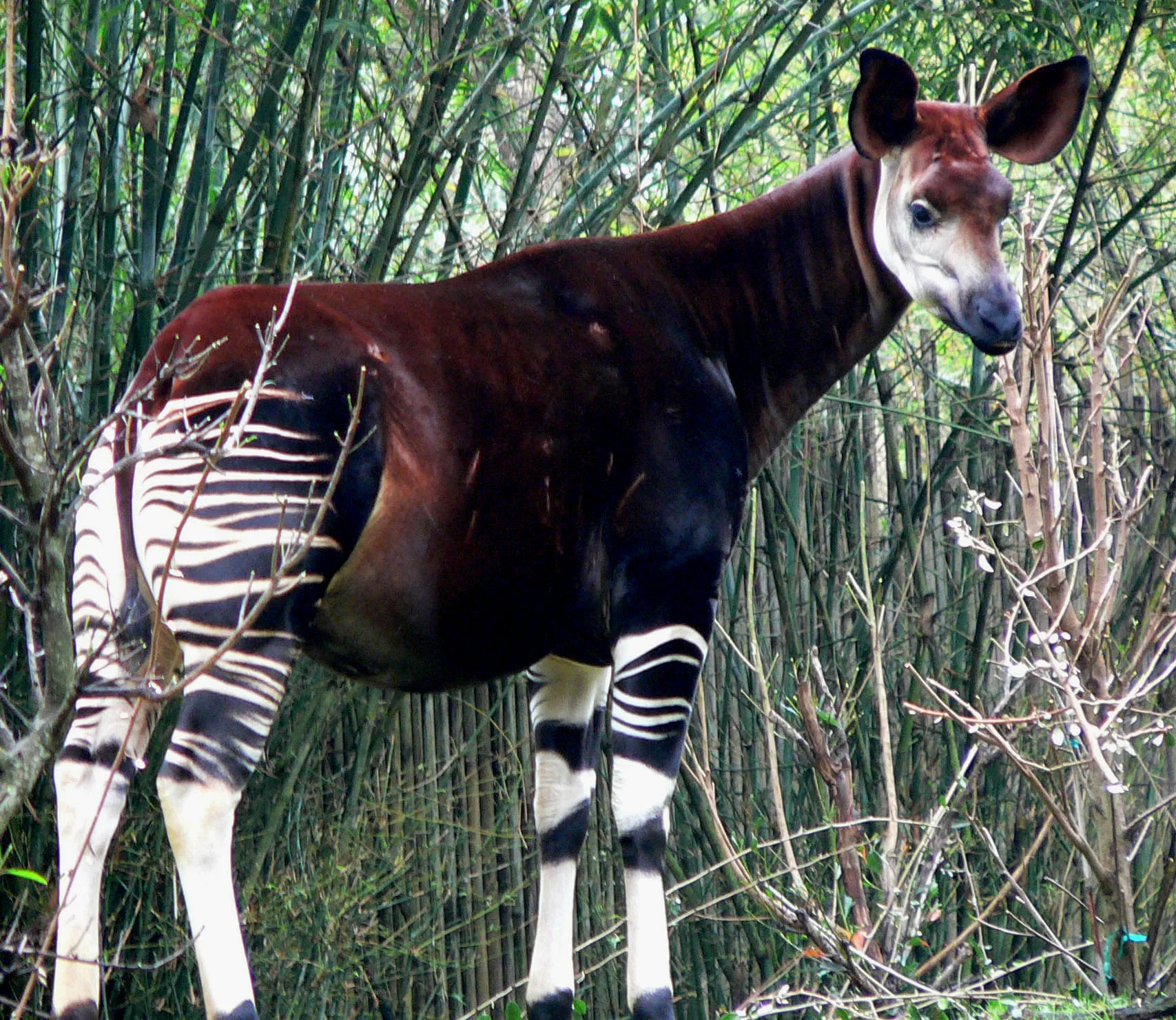 An Okapi -- the 'giraffe of the rainforest'