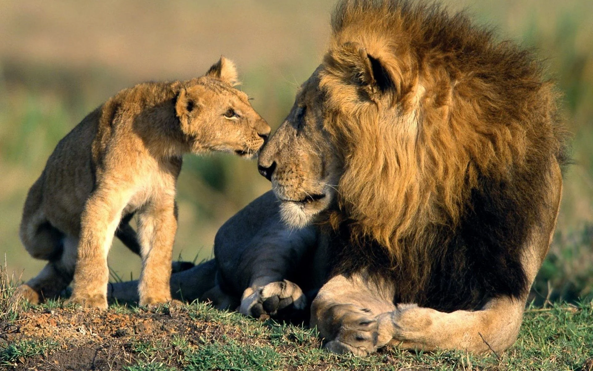 The Asiatic lion is one of the world's rarest cats, with only about 500 individuals alive today.