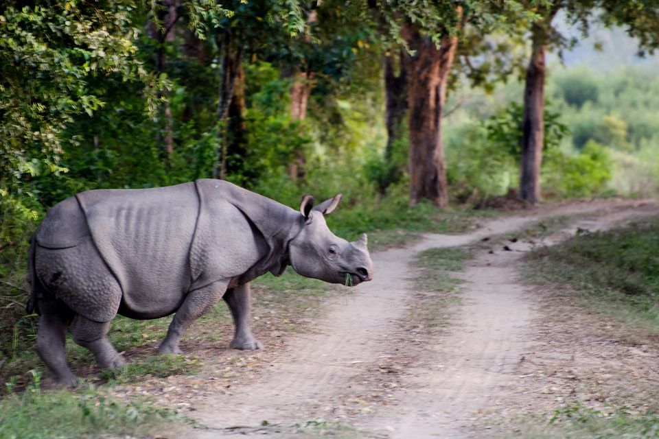 Humans are increasingly encroaching into critical habitats for species like this Indian rhinoceros.