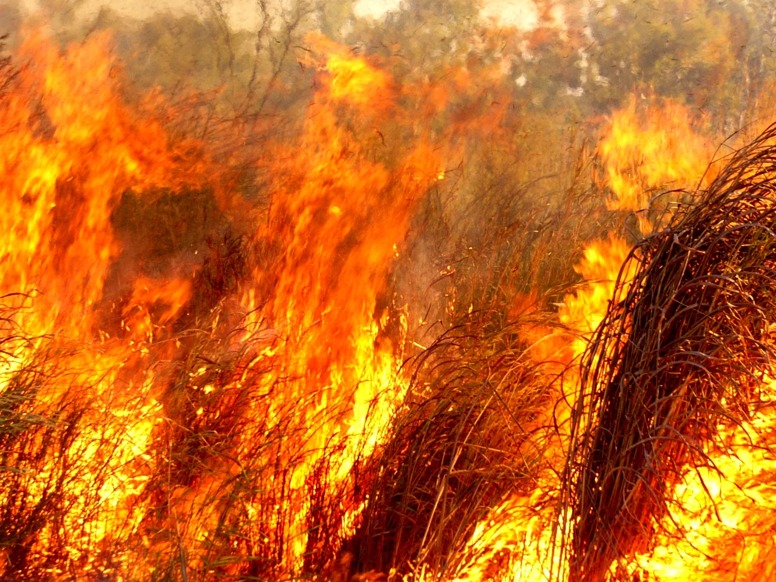 An inferno of Gamba Grass in northern Australia (photo (c) Samantha Setterfield)