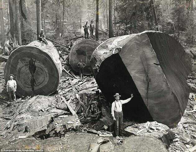 Where once there were giants (photo (c) Humboldt State University)