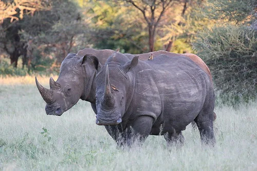 Endangered white rhinos in Cross River National Park.