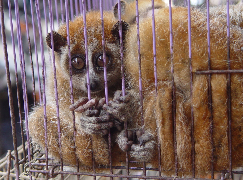 Combating Asia's Catastrophic Illegal Wildlife Trade — ALERT