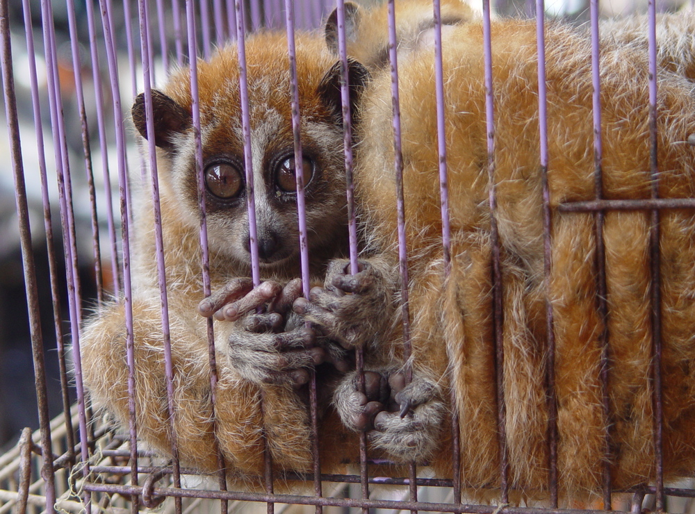Combating Asia's Catastrophic Illegal Wildlife Trade — ALERT Combating Asia's Catastrophic Illegal Wildlife Trade — ALERT