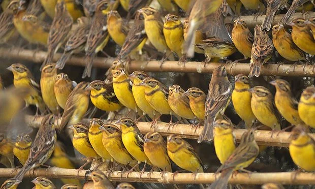Illegally captured Yellow-breasted Buntings confiscated in China.