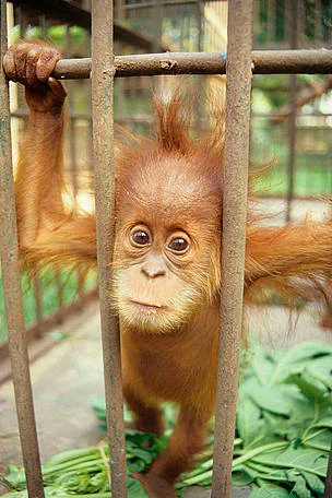 Baby Orangutan for sale.