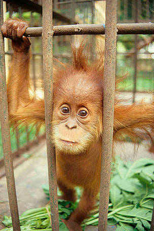 Baby Orangutan for sale.