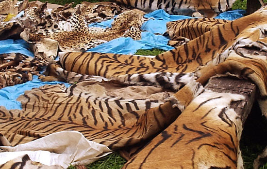 Tigers slaughtered for their pelts, bones, and teeth.