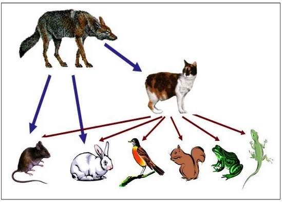 Coyotes can control cats -- which in turn can reduce pressure on many species that cats prey on.