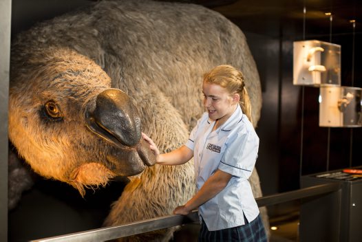A student examines a reconstructed Diprotodon in the Australian Museum.