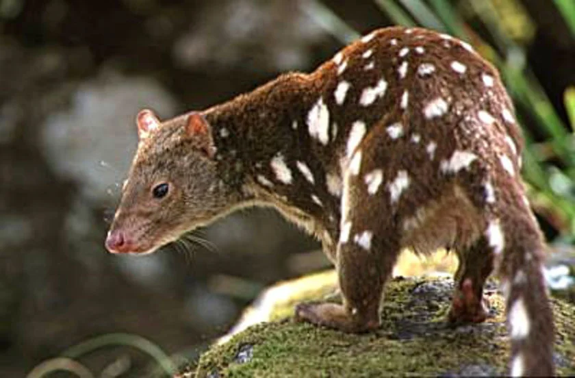 Weighing just a few kilograms, the Spotted-tailed Quoll is today one of Australia's larger native predators.