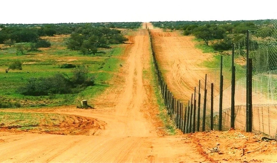 At over 5,600 kilometers in length, Australia's massive "dingo fence" is the longest fence in the world.