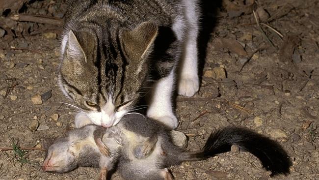 Feral cats abound across large expanses of Australia.