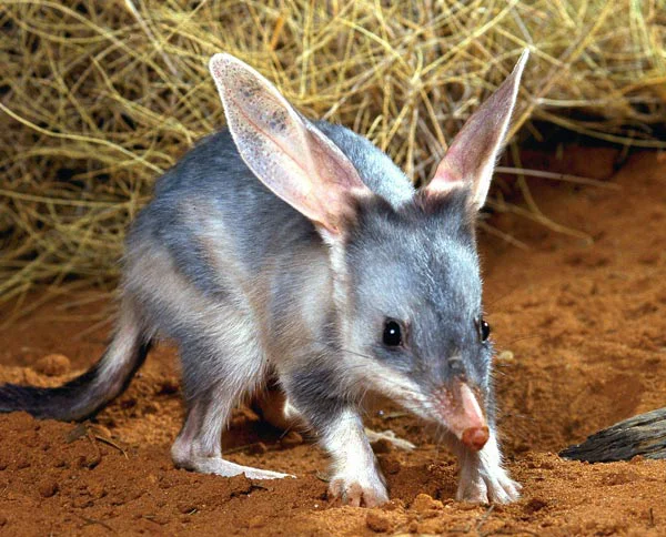 The Greater Bilby survives today but its populations are declining, while the related Lesser Bilby has become extinct.