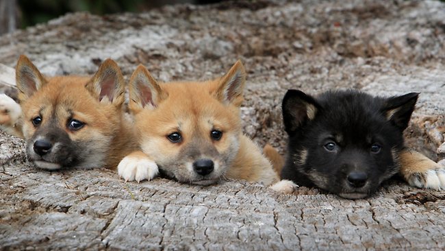 Allowing dingo populations to recover could be beneficial to a range of imperiled Australian wildlife species.