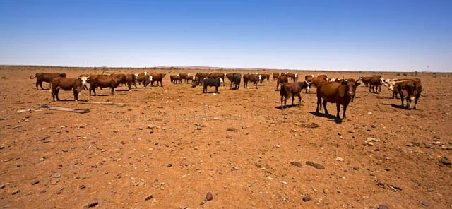 Heavily overgrazed lands in northern Australia.
