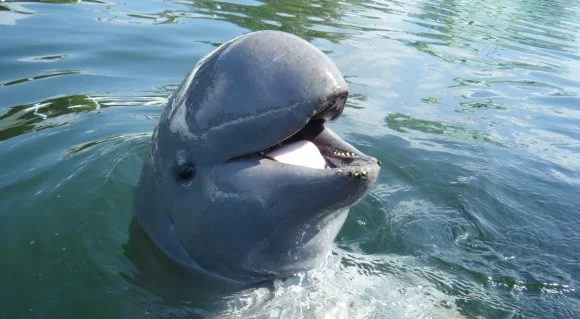 Irrawaddy Dolphin -- the "smiling dolphin" found today in only scattered coastal and freshwater areas in Southeast Asia.