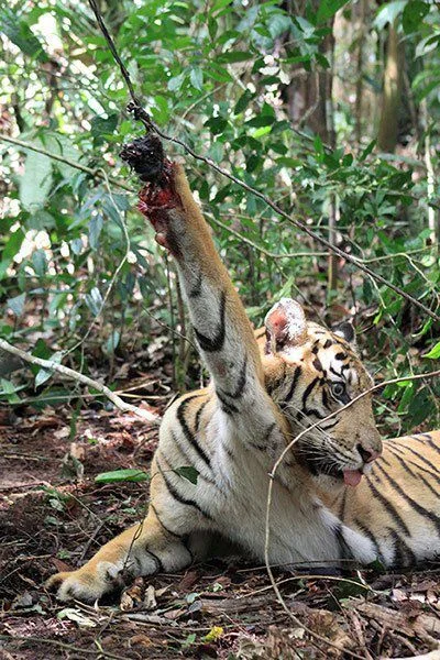 A young tiger caught in a poacher's snare.
