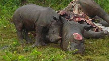 An Indian rhino killed by poachers for its horn.
