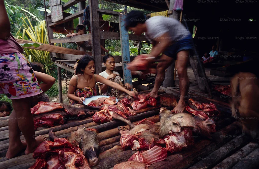 Traditional Penan hunter-gatherers in Sarawak, Borneo.