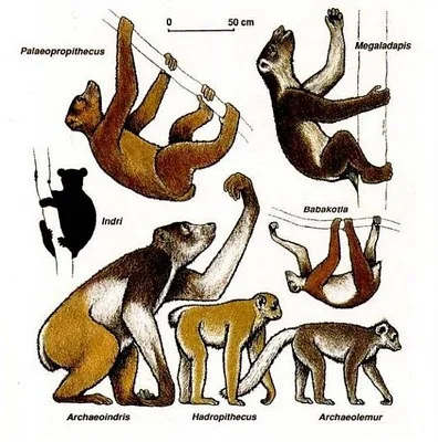 Giant primates driven to extinction by the first humans to arrive in Madagascar.