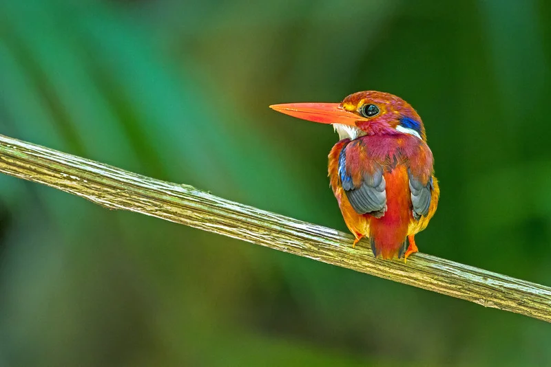 The endangered Philippine Dwarf Kingfisher.