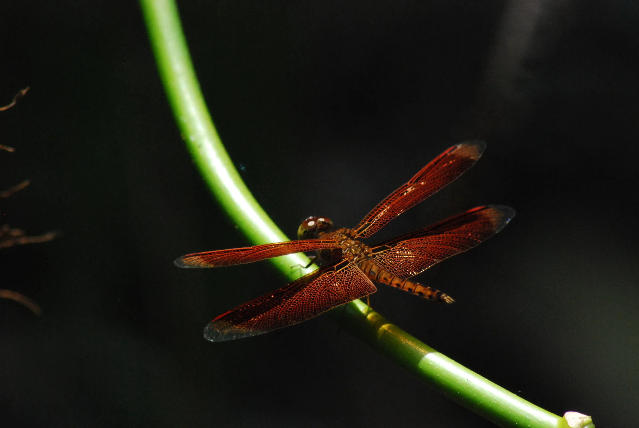 A rainforest dragonfly (photo (c) Suprayudi)