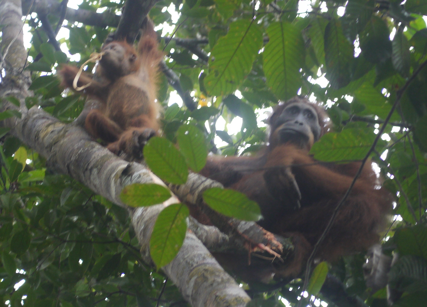 A mother Orangutan and her baby feeding on bark they've stripped off a tree (photo by William Laurance)