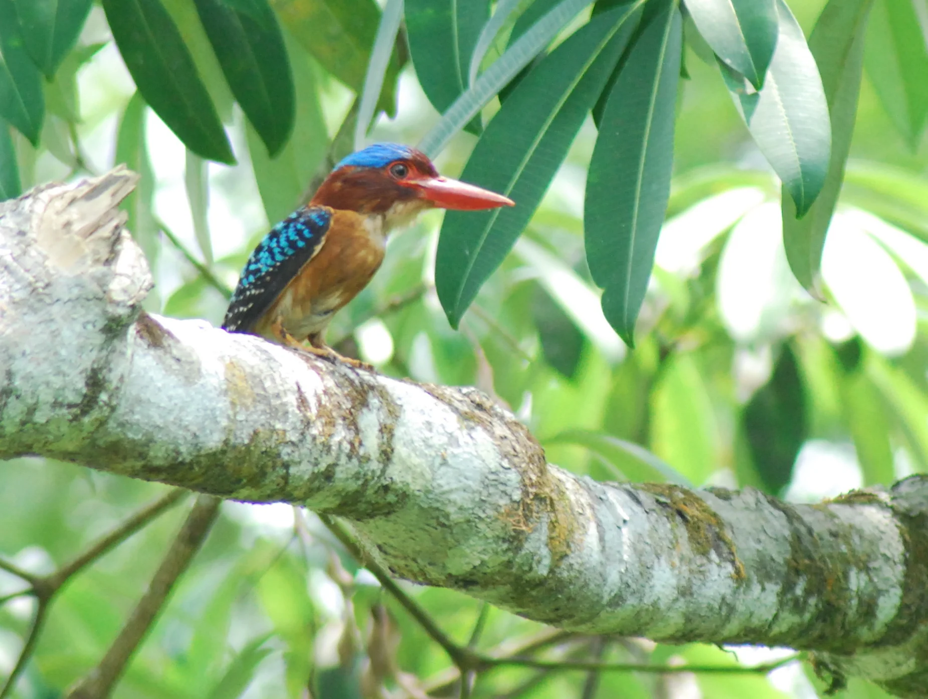 A rainforest kingfisher in hunting mode (photo (c) Suprayudi)