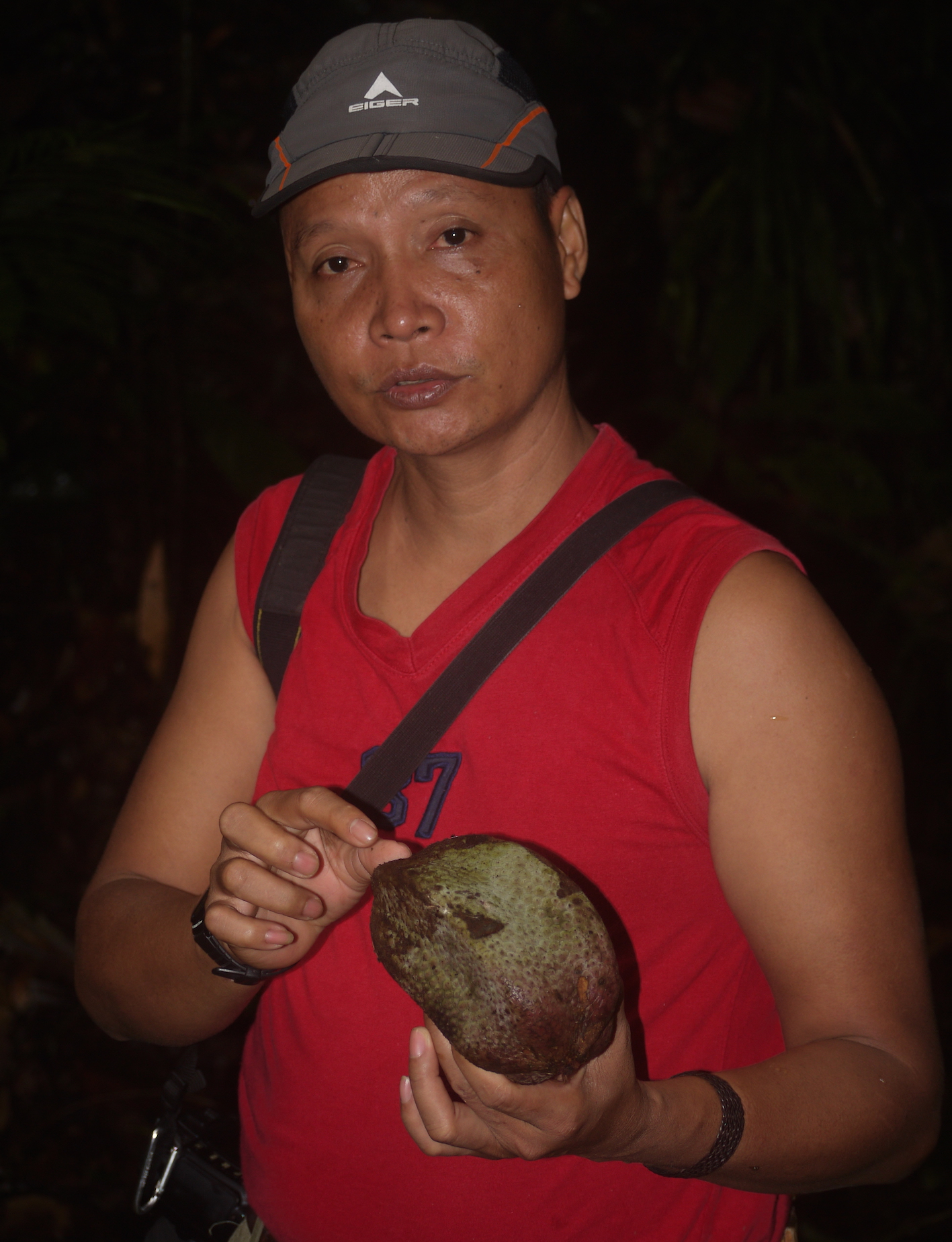 Suprayudi describes a favorite food of orangutans -- a rainforest fruit whose seeds they disperse (photo by William Laurance)