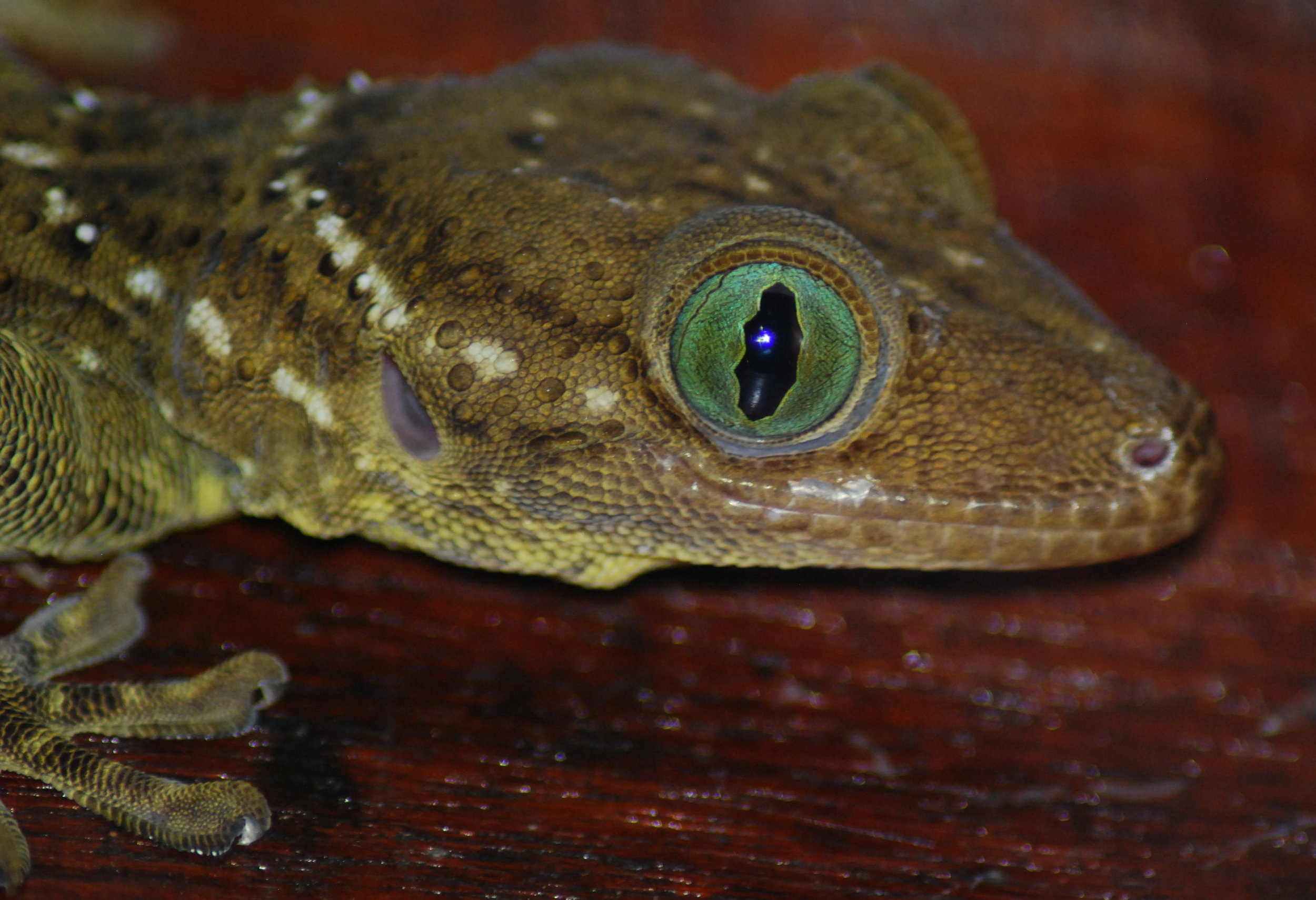 The glorious beauty of a rainforest gecko (photo (c) Suprayudi)