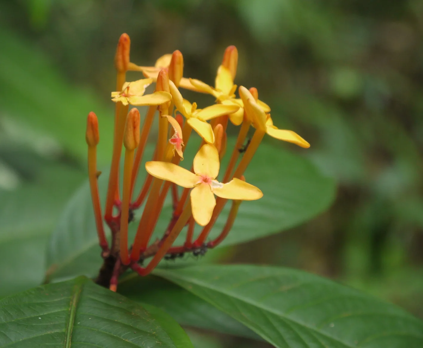 A rainforest forb in flower (photo by William Laurance)