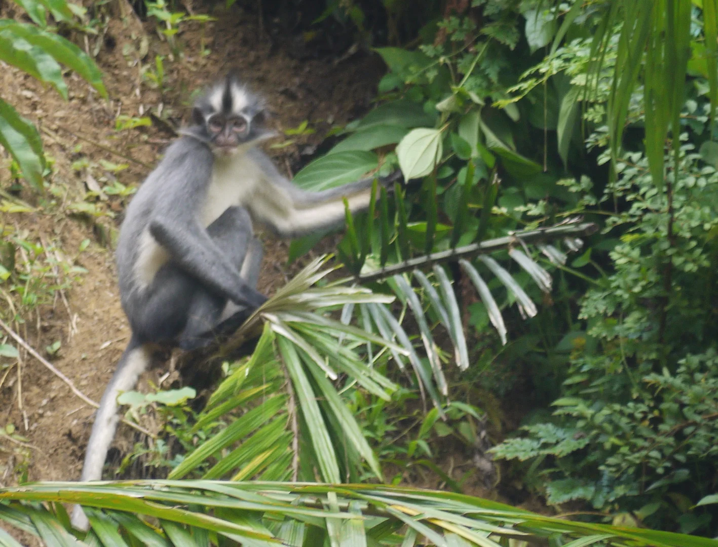 Thomas' Langur, a species of leaf monkey, feeding on foliage (photo by William Laurance)