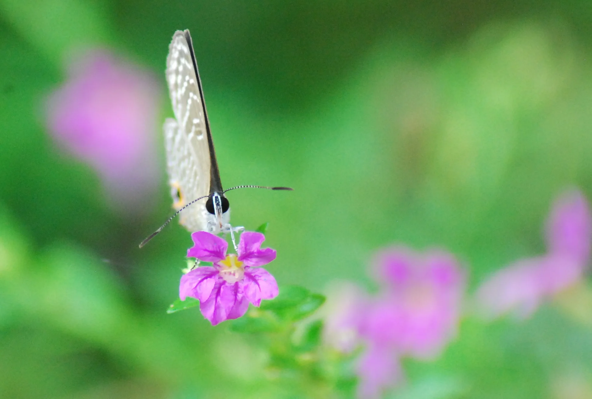 Beauty near the rainforest floor (photo (c) Suprayudi)