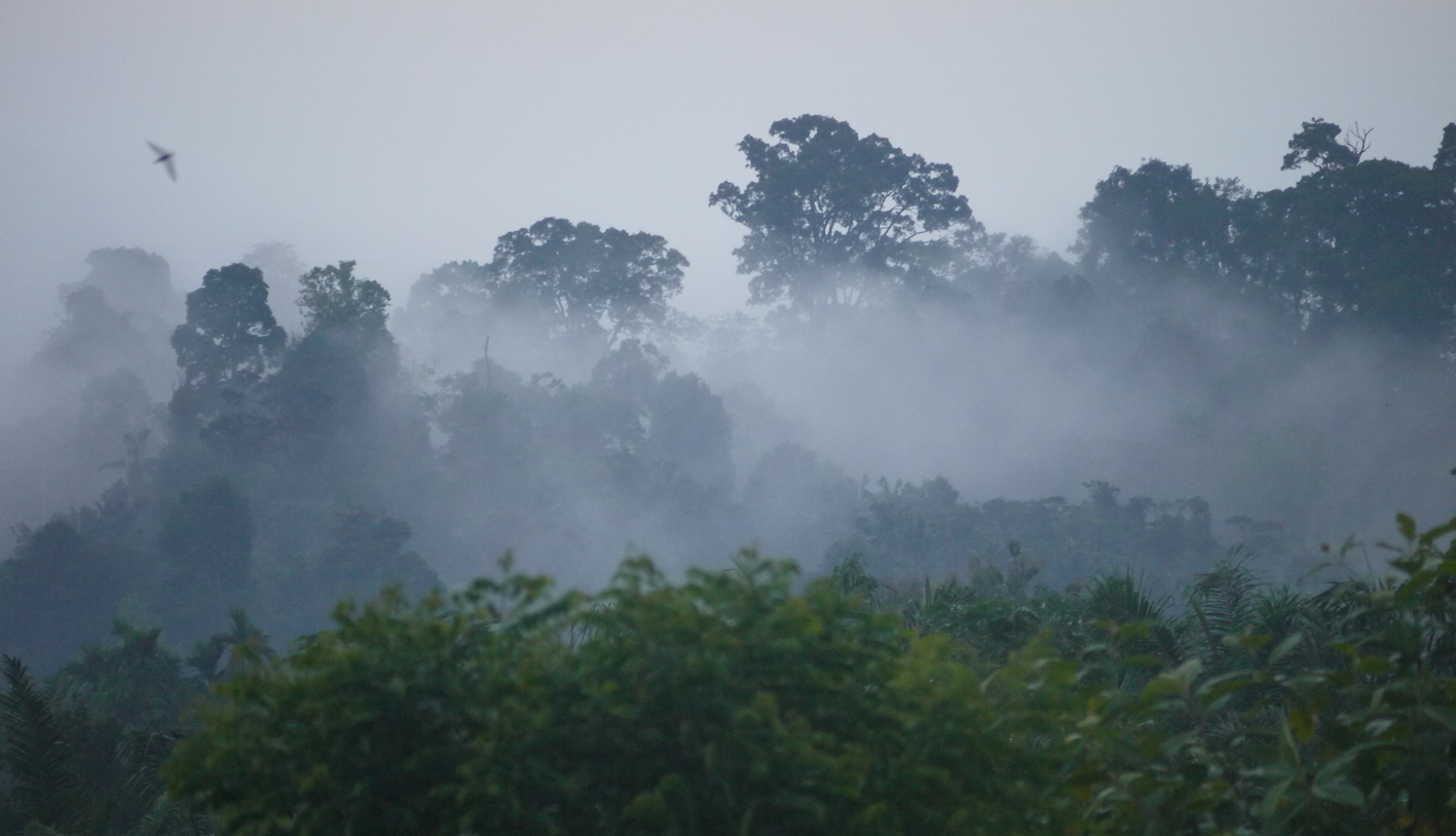 An evening mist settles over the rainforest (photo by William Laurance)