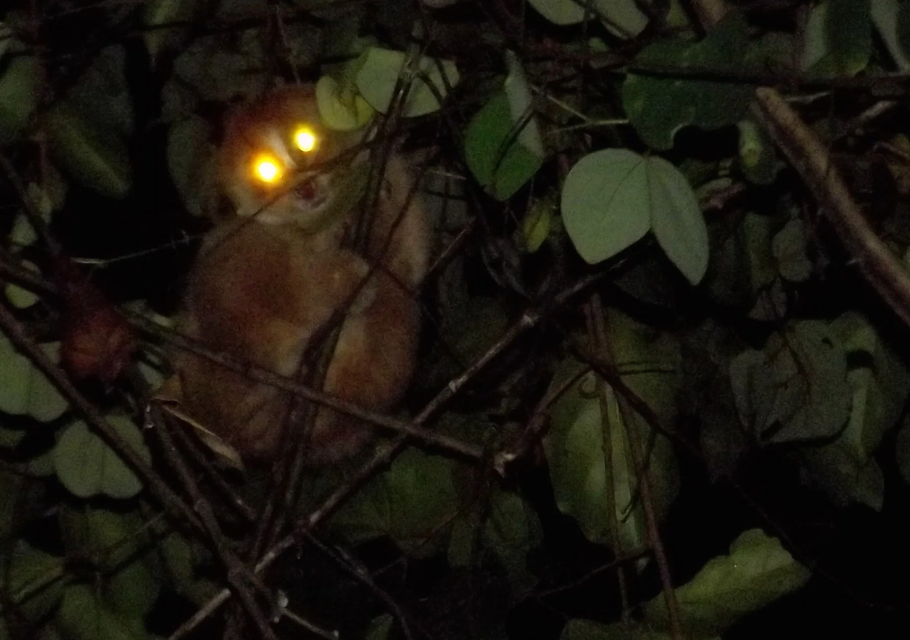 We saw amazing things at night. A spotlight reveals the huge eyes of a Slow Loris, a rainforest primate (photo (c) Siprayudi).