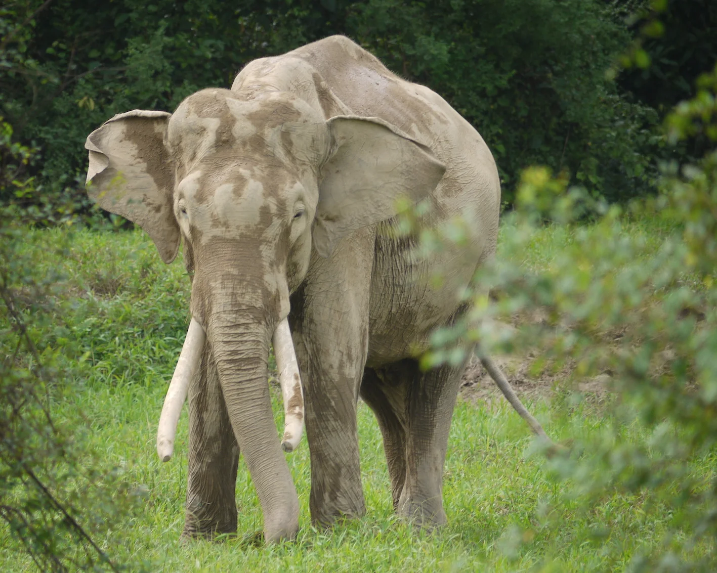 A Sumatran Elephant feeding on grass verging the rainforest (photo by William Laurance)