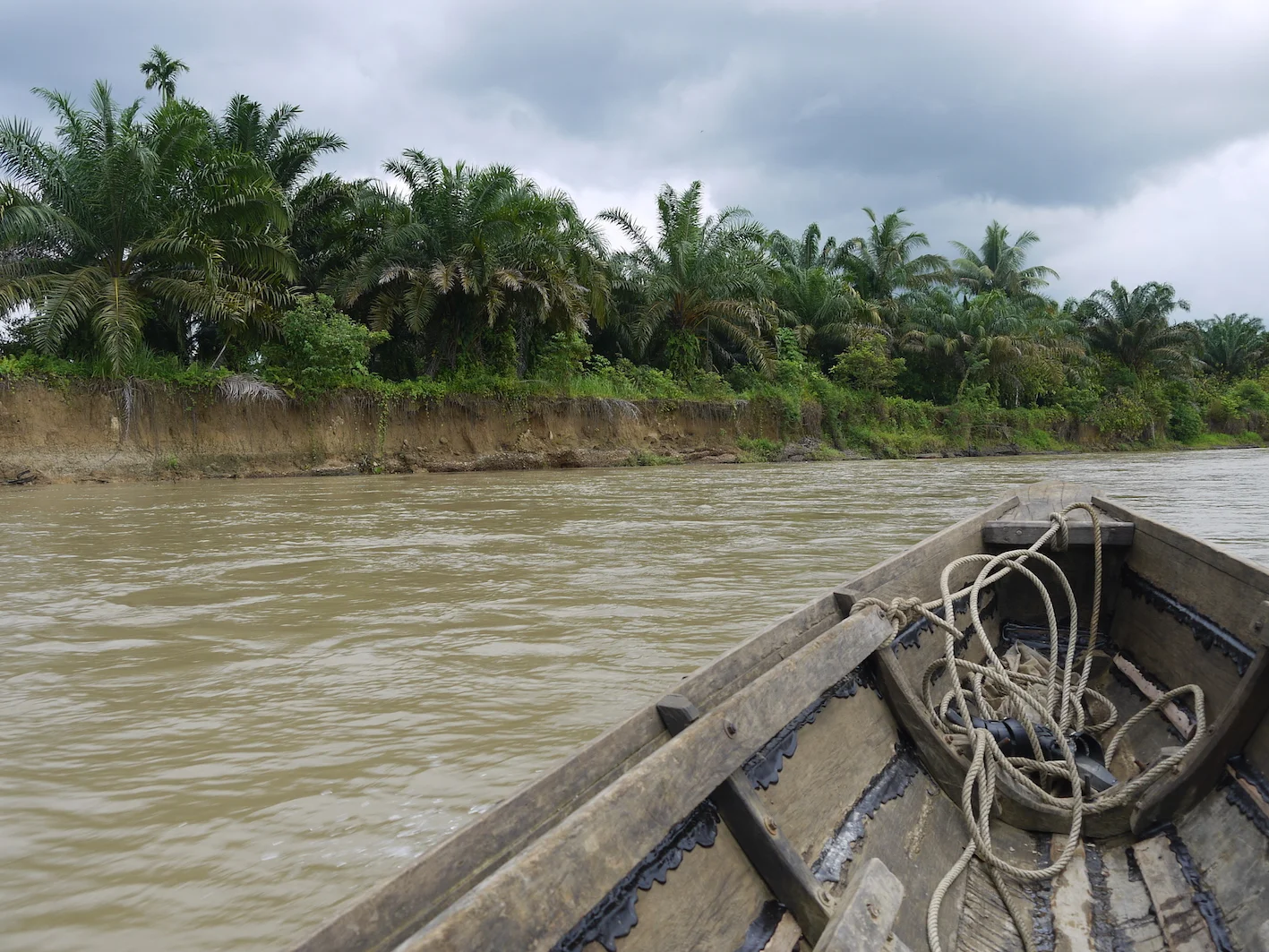 Oil palm planted illegally inside the Leuser Ecosystem (photo by William Laurance)