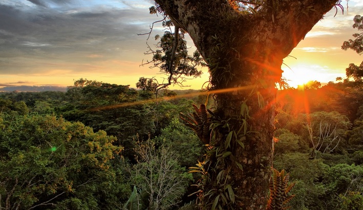 In megadiversity nations, conservation can't wait -- Yasuni National Park in Ecuador.