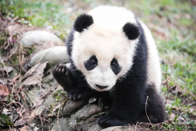 Iconic species can be great for promoting conservation -- especially in nations with more-collective social systems.