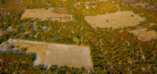 Woodland clearing in the Okavango Delta of Botswana.