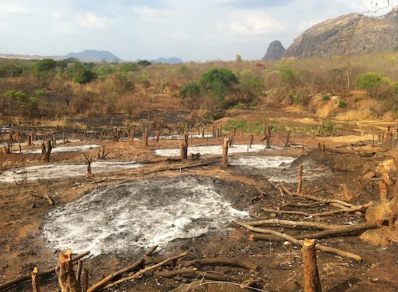 Habitat destruction in Mozambique (photo (c) James Allen)