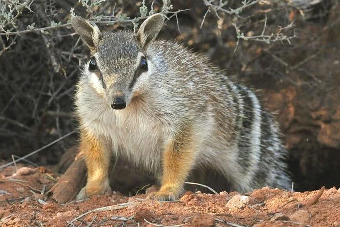 Endangered Numbat: Environmental crisis Down Under