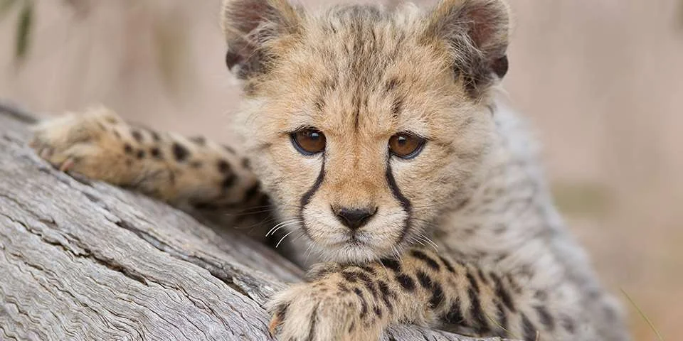 Worrying genetic problems plague Cheetahs.